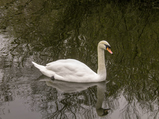 swan on the lake