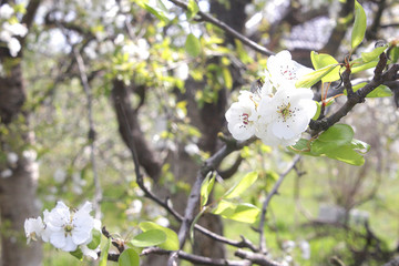 A bird perched on a tree branch