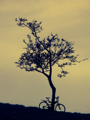 silhouette of a tree with a bicycle