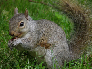 squirrel eating nut