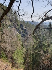 tree in the mountains