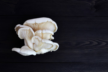 Oyster mushrooms on a dark wooden background