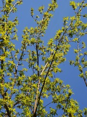 Box elder - Acer Negundo tree blossoming at spring
