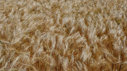 
Cornfield in the wind, close-up, texture, background. Schleswig-Holstein, Germany, 