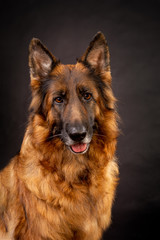A bright German shepherd with a long coat sits on a black background