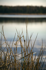 A little reed on a background lake and forest. 