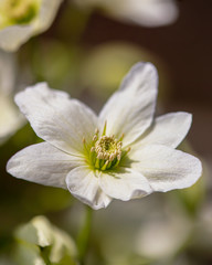 White Clematis