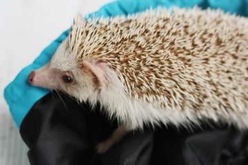 Funny hedgehog hiding in a blanket macro