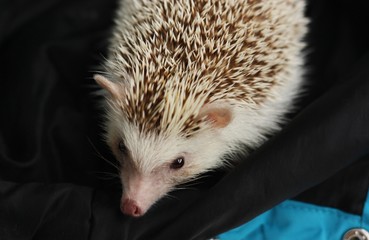 Funny hedgehog hiding in a blanket macro