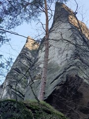 old tree trunk