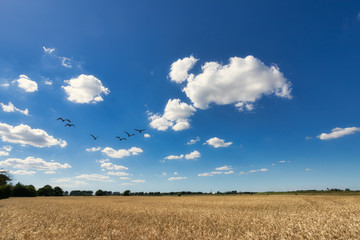wheat field and blue sky