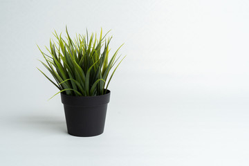 green grass in a black pot on a black background