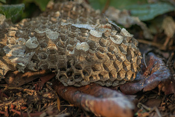 fallen old abandoned wasp nest on the ground