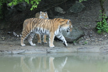 Tiger im Zürich-Zoo, Zürich, Schweiz