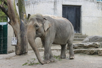 Fototapeta premium Elefant im Zürich-Zoo, Zürich, Schweiz