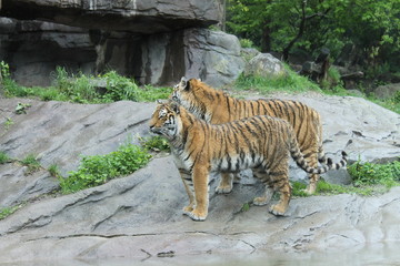 Tiger im Zürich-Zoo, Zürich, Schweiz
