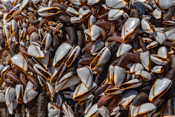 Cofete beach Canary Island of Fuerteventura
