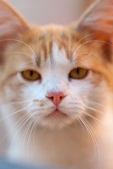 Lovely ginger cat closeup portrait, cute pet face.