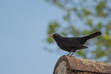 Bird on roof