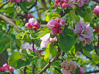 Apfelbl&uuml;ten am Apfelbaum