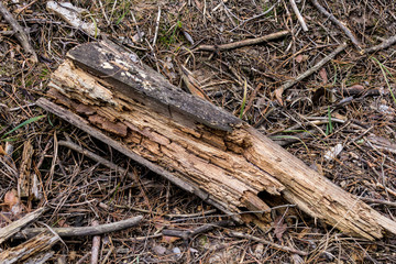 rotten log lies on fallen needles in the forest