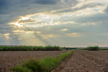 Sugar cane and Workers havesting sugar cane on field at Tay Ninh, Vietnam.