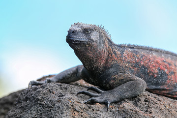 Close view of marine iguana on Espanola Island, Galapagos National park, Ecuador