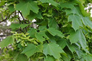 Obraz premium Sycamore Tree seeds growing whilst they're green. 