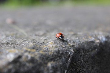ladybird