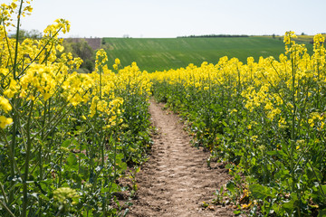 Yellow rapeseed field with deep blue sky