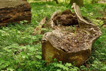 Fototapeta premium Deadwood rots in the forest