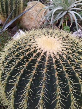 Cactus in desert botanical garden green group