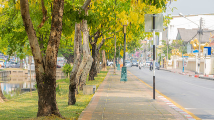 A lot of yellow, thirsty flowers on Jang Road, Chiang Mai Temple, Thailand