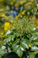 Oregon grape