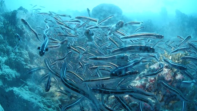 convict blenny fish school underwater digging a house with their mouth and spit out tropical ocean scenery