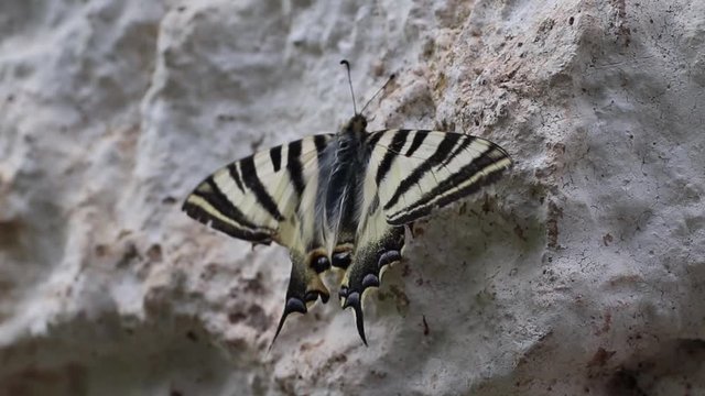 Beautiful butterfly leaning against the stone wall moving with the wind. Butterfly of beautiful yellow and black colors.