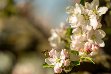 Blossoming apple tree garden in spring with bee