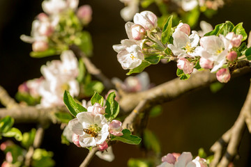 Blossoming apple tree garden in spring with bee