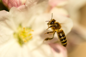 Blossoming apple tree garden in spring with bee