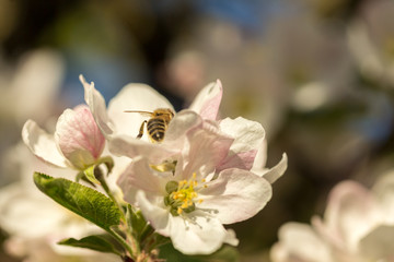 Blossoming apple tree garden in spring with bee