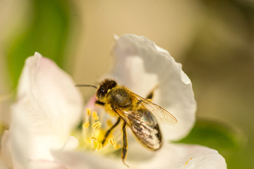 Blossoming apple tree garden in spring with bee