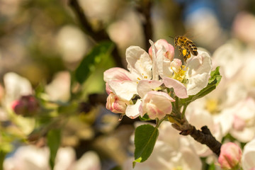 Obraz premium Blossoming apple tree garden in spring with bee