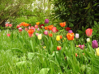 Fototapeta premium Komm wir fahren nach Amsterdam - Tulpenrausch