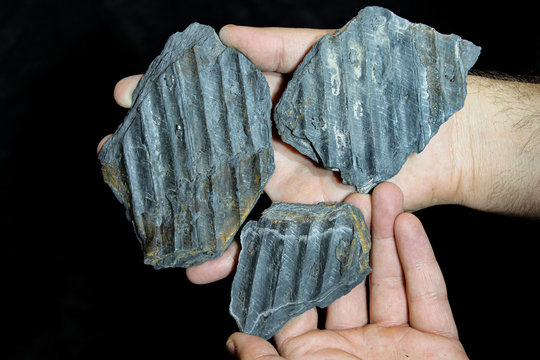 Imprints of ancient plants on the stone in the palm of your hand