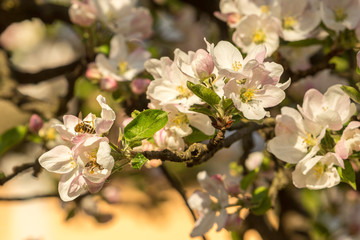 Blossoming apple tree garden in spring with bee