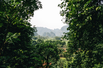 jungla de vietnam