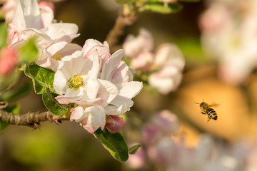 Blossoming apple tree garden in spring with bee