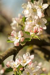 Blossoming apple tree garden in spring with bee