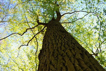 Weiß-Esche (Fraxinus americana) - Weltenbaum - im Laubwald / Buchenwald zur Frühlingszeit -...