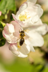 Blossoming apple tree garden in spring with bee